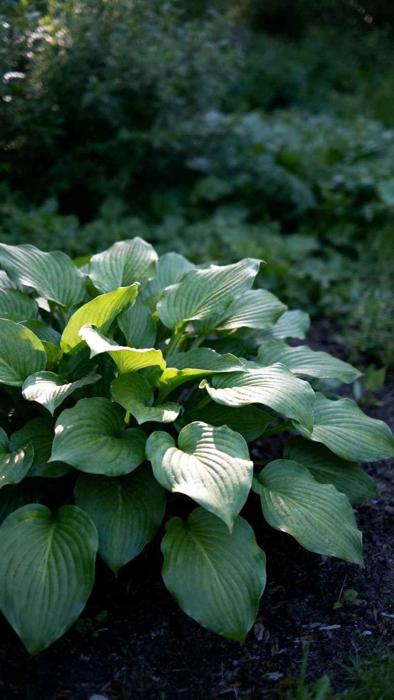 The Spire camera pointed at a hosta