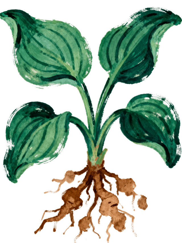 Del og bytt planter med naboer